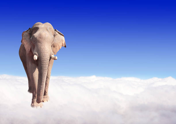 Horizontal banner with elephant above clouds on blue sky background. Cute elephant in the sky. Fantastic scene with an elephant walking on the clouds. Mock up template. Copy space for text
