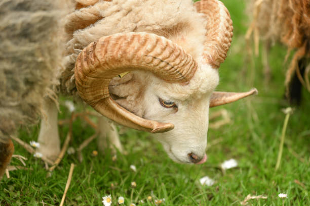 Big horn sheep grazes in a meadow and eats grass