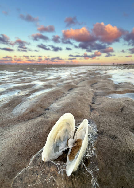 Close-up view of shells on beach in Sarasota, Florida with pink and orange colors.