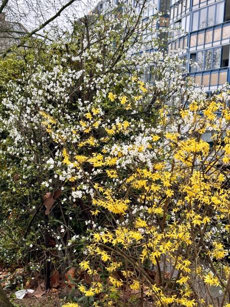 istock Blooming White and Yellow Flowers in Urban Spring 2201113735