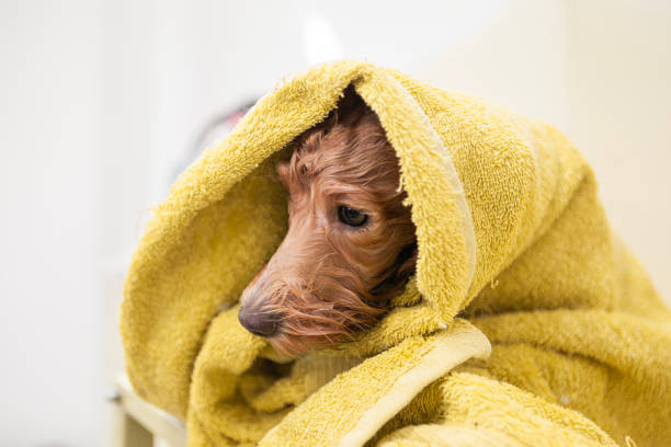 Wet Dog Wrapped in Yellow Towel After Bath
