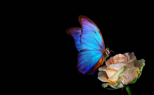 istock bright blue tropical morpho butterfly on beige rose in water drops isolated on black. copy space 2201114270