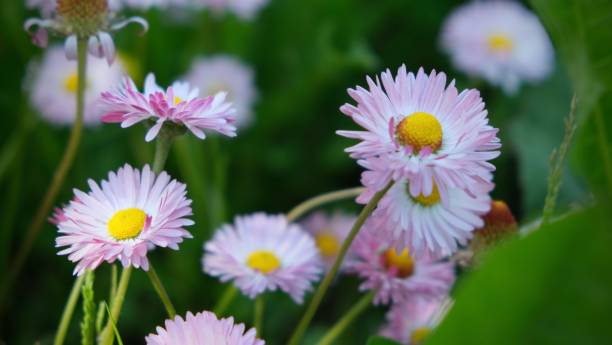 istock Pink daisies blooming in grass. Close-up. Floral background. Soft selective focus, shallow depth of field 2201115164