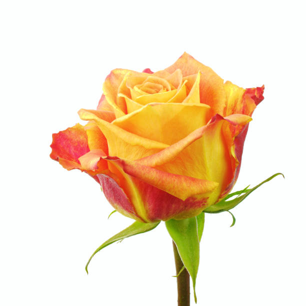 istock Orange rose flower head on white background 2201115391