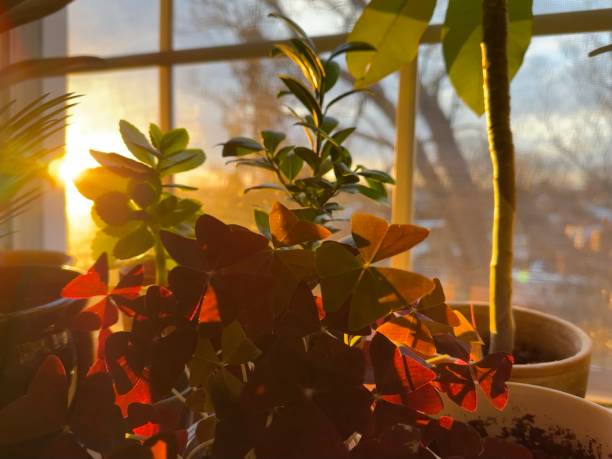 Houseplants in the Sunlight
