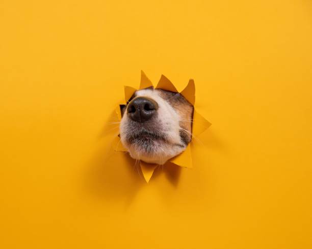 istock Dog jack russell terrier broke through orange cardboard background. 2201116270