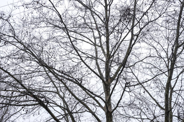 A tall plane tree (Platanus) stands leafless in winter, its intricate branches and seed balls forming a striking silhouette against the cloudy sky, showcasing the tree’s natural resilience and seasonal cycle.