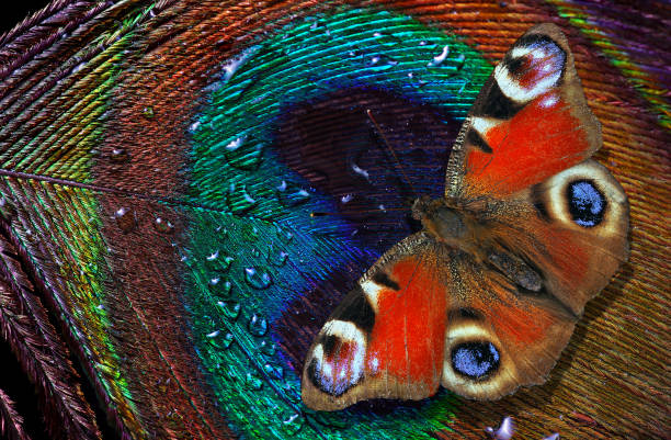 A peacock butterfly (Aglais io) resting on the ground, sunny day in summer