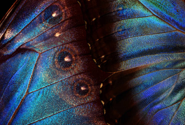 istock Natural blue background. Wings of a butterfly Morpho texture background. Morpho butterfly. 2201116597