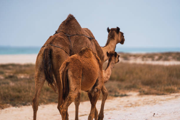 istock Camels walking on a sandy beach in the desert 2201117507