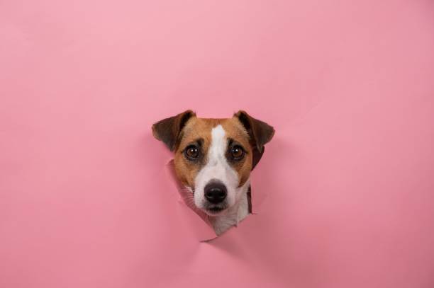 istock Funny dog jack russell terrier tore pink paper background. 2201118420