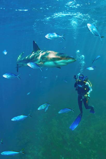 istock Diver and caribbean reef shark (Jardines de La Reina National park) Cuba 2201118813