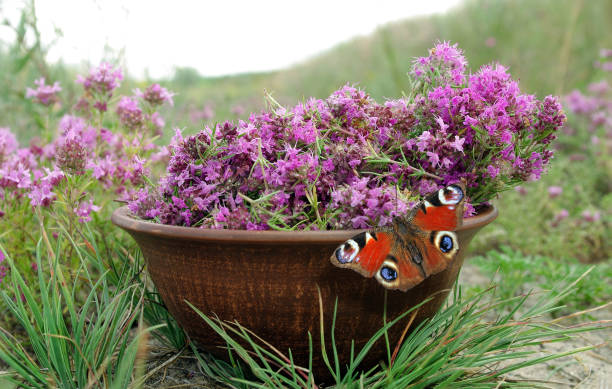 Medicinal herbs. Fresh thyme in a bowl on a flowering field. Bright red peacock butterfly on purple thyme flowers. harvesting herbs.