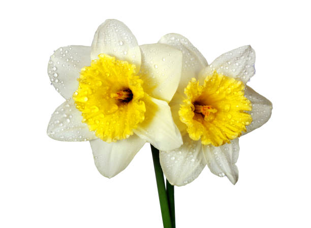 bright narcissus flowers in water drops isolated on white. spring flowers