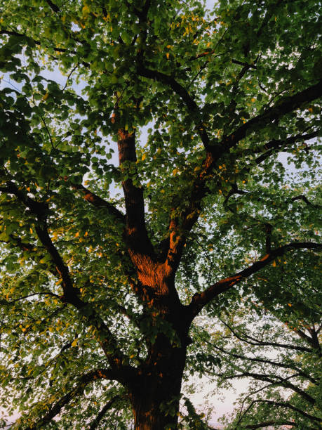 Soft sunlight penetrating dense foliage, casting golden highlights across lush green branches stretching upward in verdant woodland landscape. Sunlight filters through the leaves of a majestic tree