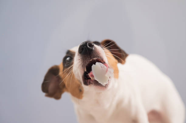 A statuette of a dog playing with ball isolated on a white background. Dog in profile from the side. Figure and children's toy in the form of a dog.