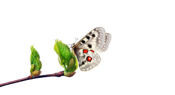 istock colorful apollo butterfly on bright young spring leaves isolated on white. branch with spring green leaves and butterfly. 2201119856