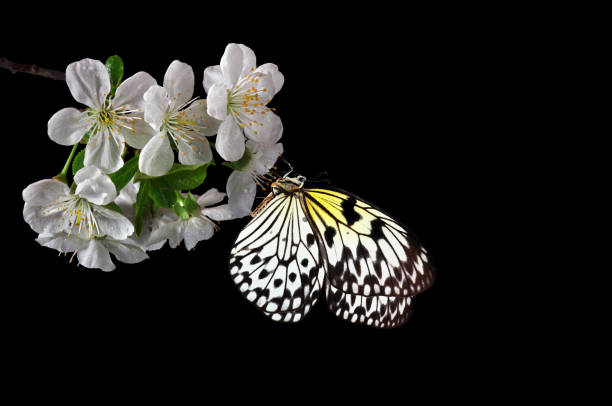 Bright tropical butterfly on white spring flowers. Sakura blossom branch isolated on black. Butterfly on a flowers. Rice paper butterfly. Large tree nymph. White nymph butterfly