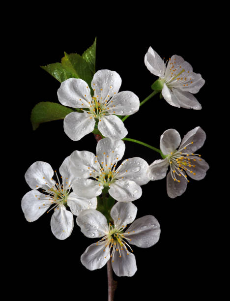 istock blossoming sakura branch in water drops isolated on black. spring flowers 2201120024