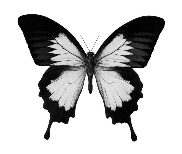 Black and white tropical butterfly isolated on white. Butterfly Ulysses.