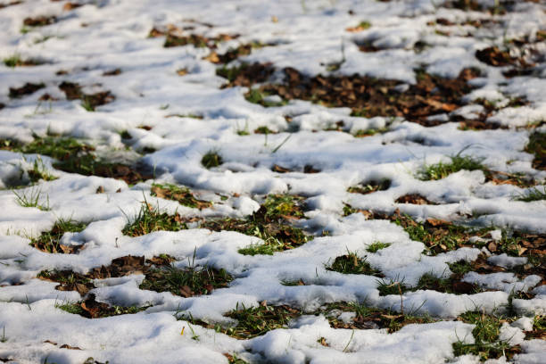 A close-up of a field with melting snow patches revealing green grass and fallen leaves. The sunlight highlights the transition between winter and spring, showcasing the beauty of seasonal change. A perfect nature background for themes related to climate, seasons, and environmental transformation.