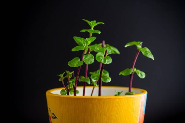 young mint bush in a pot isolated on black background.