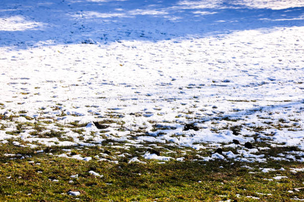 A scenic view of a field with patches of melting snow revealing fresh green grass underneath, symbolizing the transition from winter to spring. The contrast between white snow and earthy tones of the grass highlights the changing seasons. Perfect for nature photography, climate change awareness, and seasonal transition themes.
