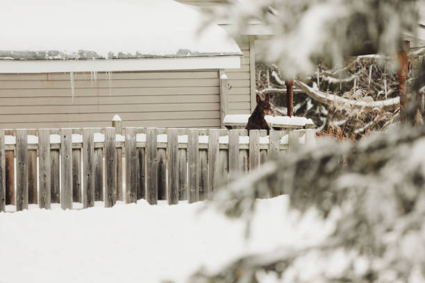 A doberman, able to peer over the fence because of the deep snow.