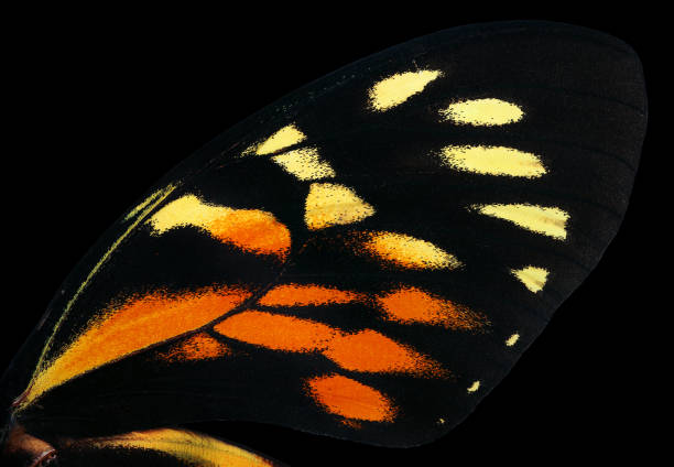 istock bright tropical butterfly wings on black. butterfly wings pattern 2201122849