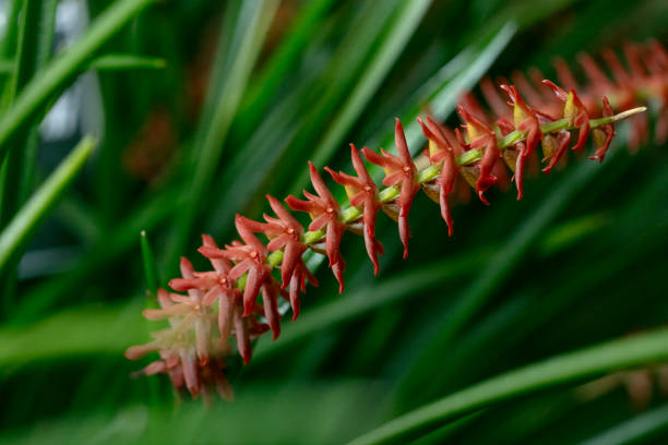 istock dendrochilum wenzelii-grass orchid 2201127193