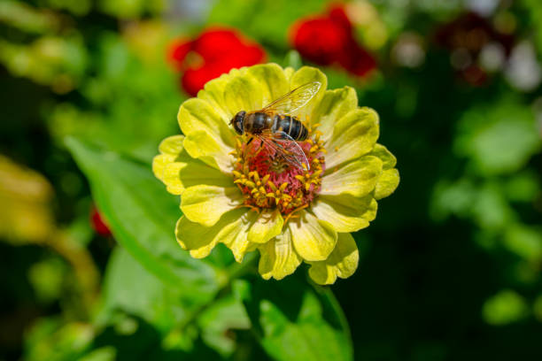 Bee on zinnia flower in late summer.