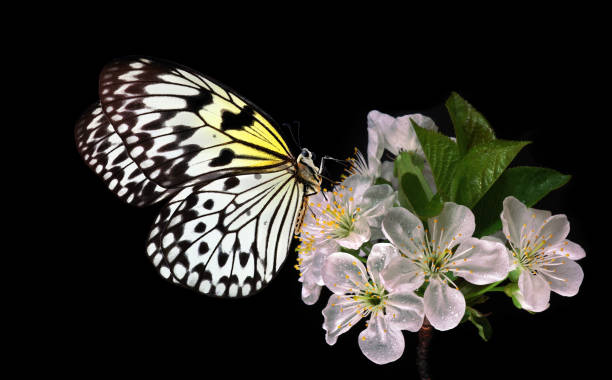 istock Bright tropical butterfly on sakura flowers isolated on black. Rice paper butterfly. Large tree nymph. White nymph butterfly. Close up. 2201128983
