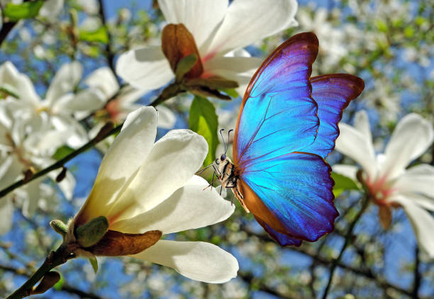 istock bright blue topical morpho butterfly on white magnolia flowers 2201130048