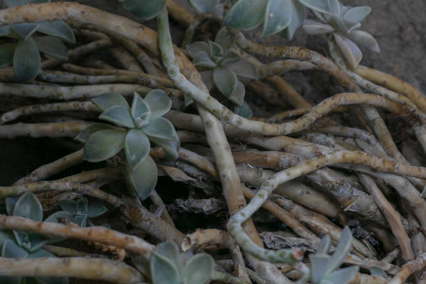 Ghost plant-Graptopetalum paraguayense