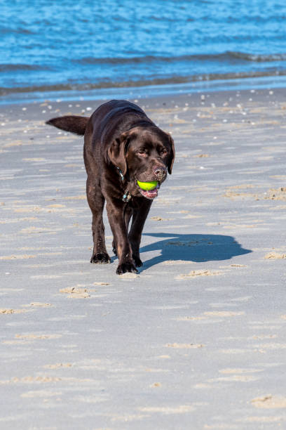 Brown Labrador dog having a good time with his yellow ball on the beach.