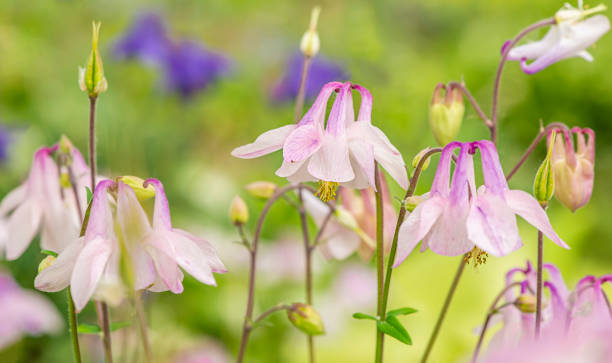 istock pink and blue watershed flower 2201133643