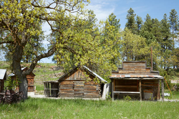 A glimpse into the past with very old log cabin structures in Rockerville, South Dakota, remnants from the gold mining era in the Black Hills. These weathered cabins stand as a testament to the region’s rich history, once home to miners during the Gold Rush of the 1800s. The rustic, worn wood and timeworn details tell the story of a bygone era, surrounded by the rugged beauty of the Black Hills. Ideal for historical, travel, and heritage-themed content, this image captures the enduring spirit of the Gold Rush days in the Black Hills.