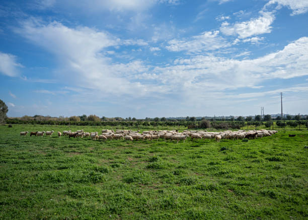 Flock of sheep in spring in a meadow on green grass in Portugal countryside