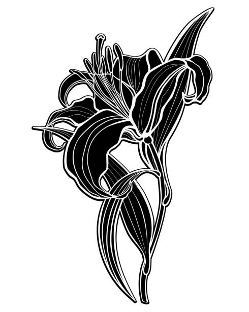 istock Lily Black silhouette of a large lily flower with leaves and stalk 2201135234