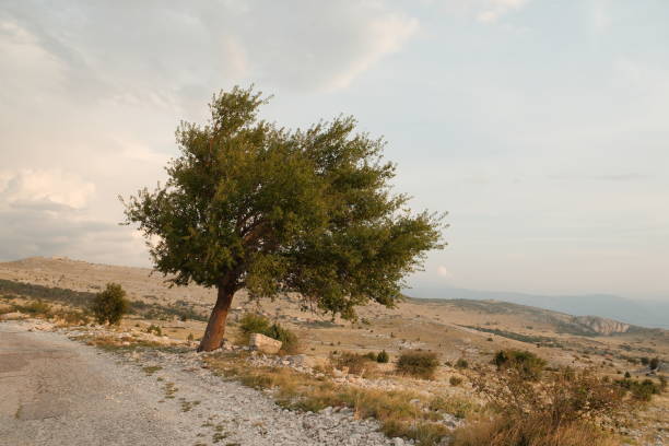 istock Lone tree on a rocky hillside overlooking a vast dry landscape under a partly cloudy sky 2201135455