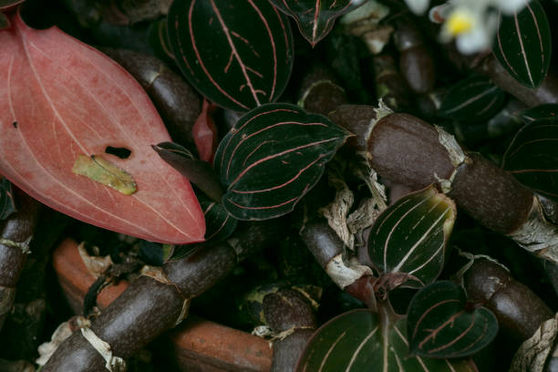istock Jewel Orchid-Ludisia 2201137307