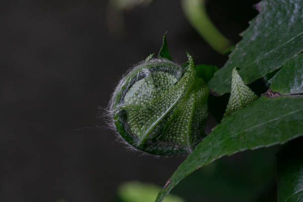 Holly fern-Cyrtomium falcatum