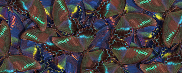 istock Panoramic abstract natural background. Bright tropical swallowtail butterflies texture background. Papilio maackii. Alpine black swallowtail. 2201138960