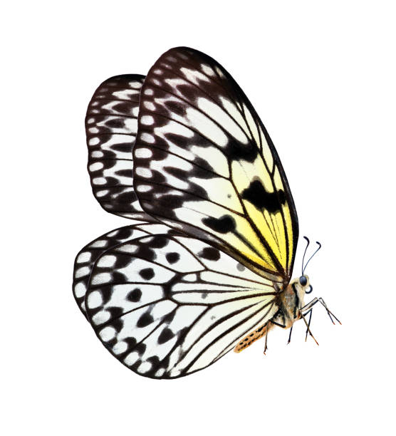 istock Big tropical butterfly for design. Beautiful black and white butterfly isolated on a white. Idea leuconoe. Rice paper butterfly. Large tree nymph. White nymph butterfly. 2201139002