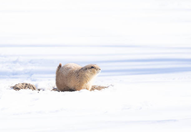 istock Black-Tailed Prairie Dog Sitting on Its Mound and Surrounded by Snow 2201139207