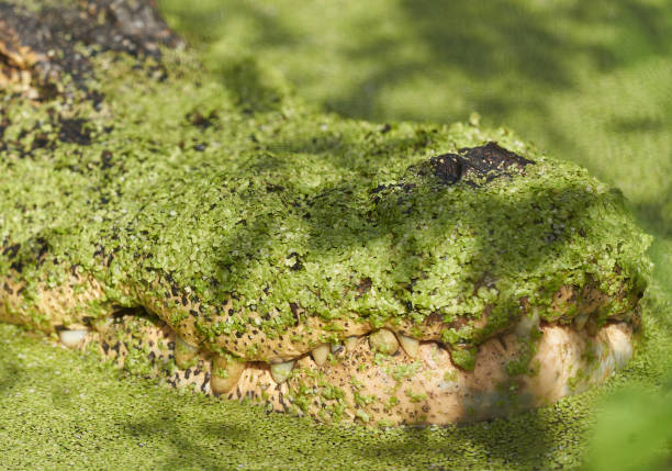 istock Alligator in the swamp close up 2201141560
