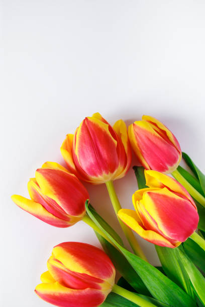 istock Bouquet of colorful multicolored tulips on white background. Happy easter. Spring symbol 2201141901