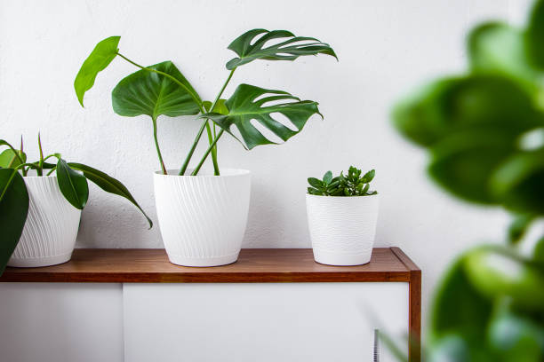 istock Green house plants in white pots stand on shelf. 2201141904