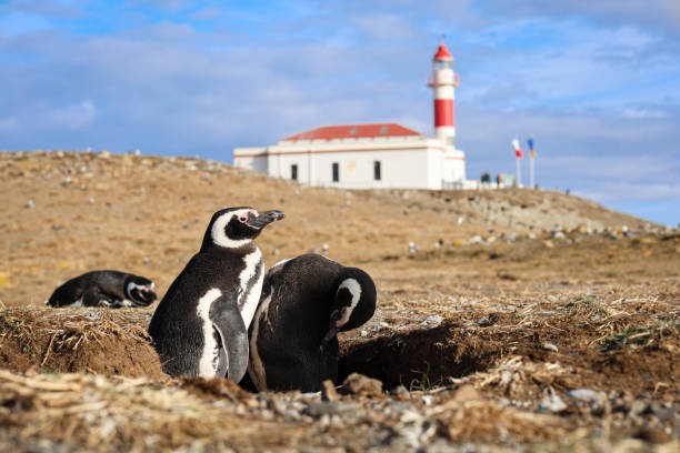 istock A couople of nesting Magellanic penguins (with one more laying on the background) with a lighthouse on the background, Magdalena island, Punta Arenas, Chile. (Spheniscus magellanicus) 2201143661