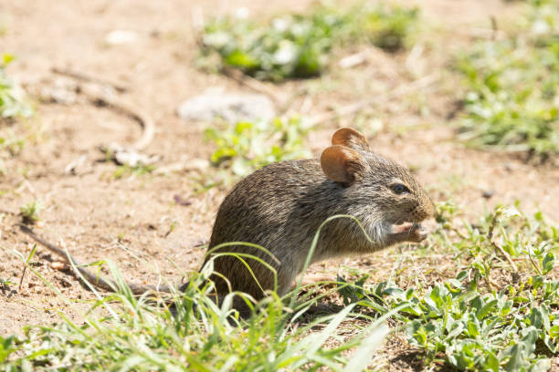 An African Grass Rat, Arvicanthis niloticus, nibbling a leaf in Serengeti National Park in northern Tanzania, East Africa